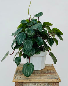 Watermelon Peperomia
