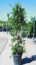 Load image into Gallery viewer, 15 gal Ficus Nitida Column

