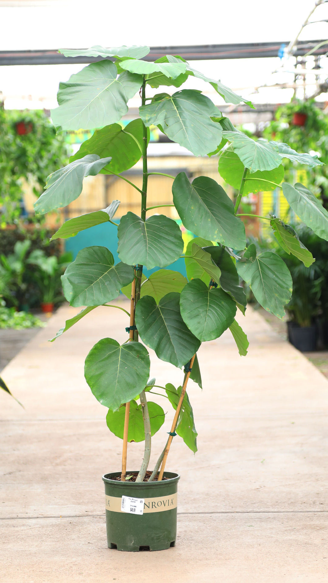 Monrovia Ficus Umbellata