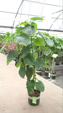 Load image into Gallery viewer, Monrovia Ficus Umbellata
