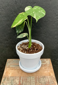 Monstera Deliciosa “Thai Constellation” in Pot and Saucer Included, FREE SHIPPING!