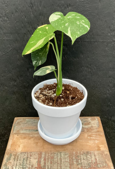 Indoor Houseplants
