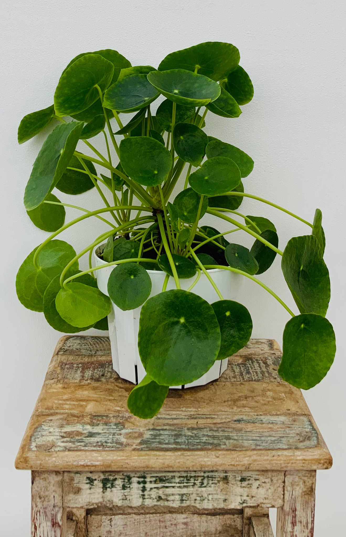 Pilea Peperomioides