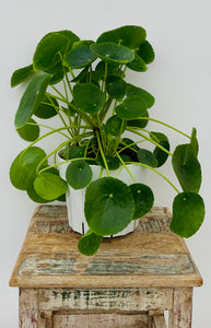 Pilea Peperomioides
