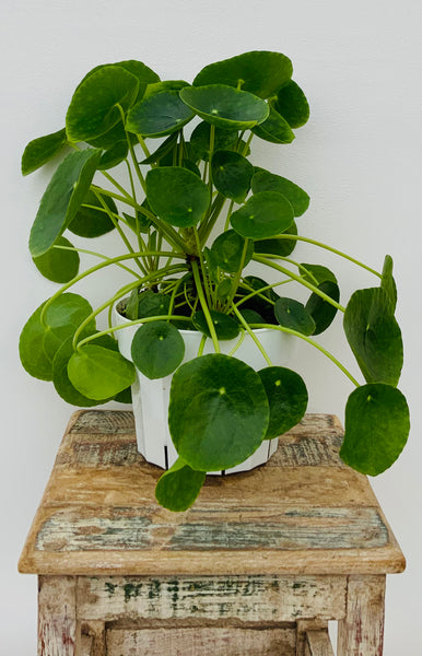 Pilea Peperomioides