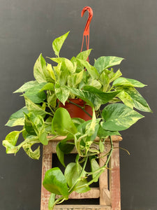 6in Marble Queen Pothos