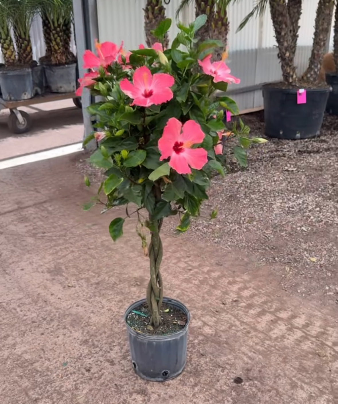 Braided Hibiscus Tree