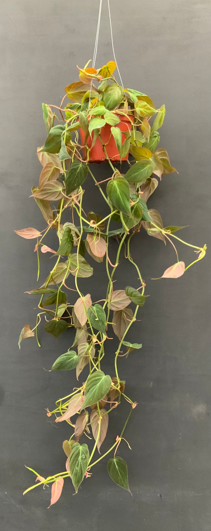 Philodendron ‘Mican’