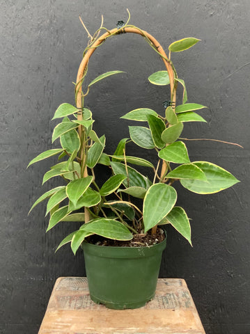 Hoya Macrophylla variegata