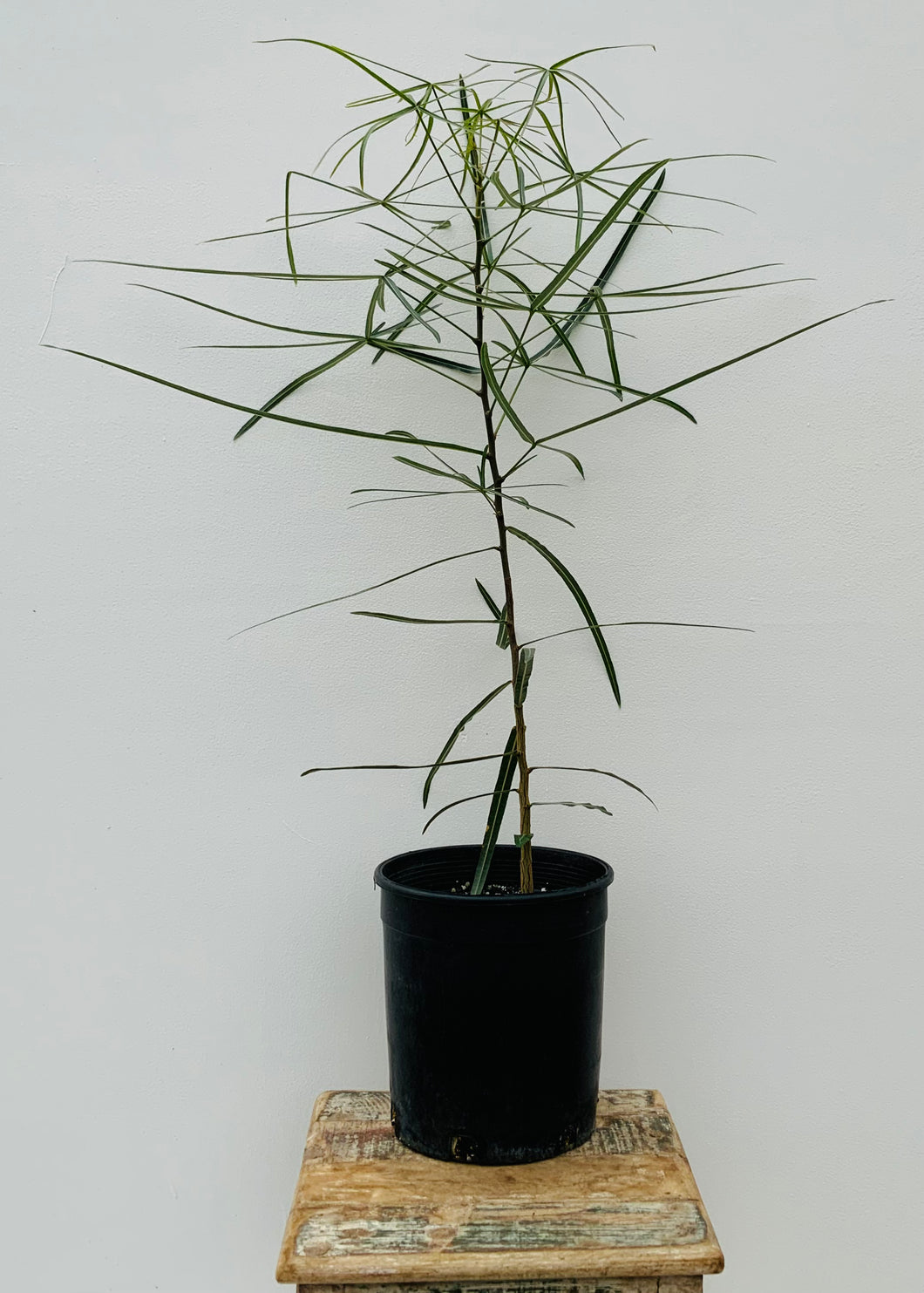 8in Queensland Bottle Tree
