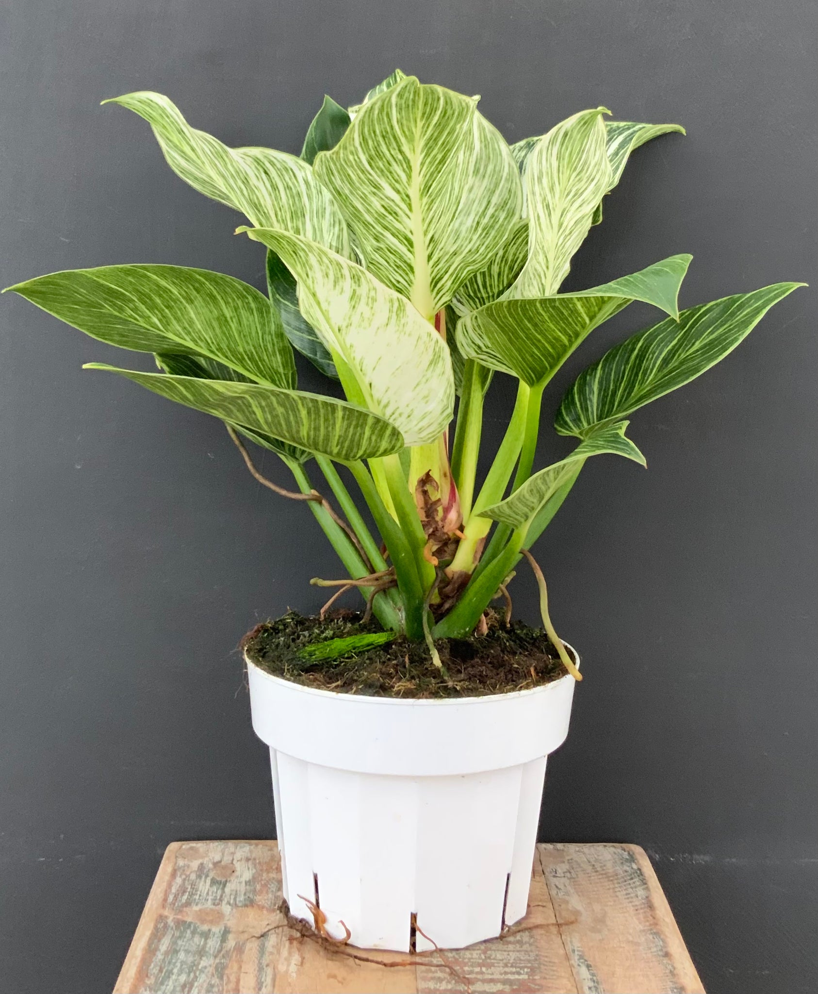 6inPhilodendron Birkin