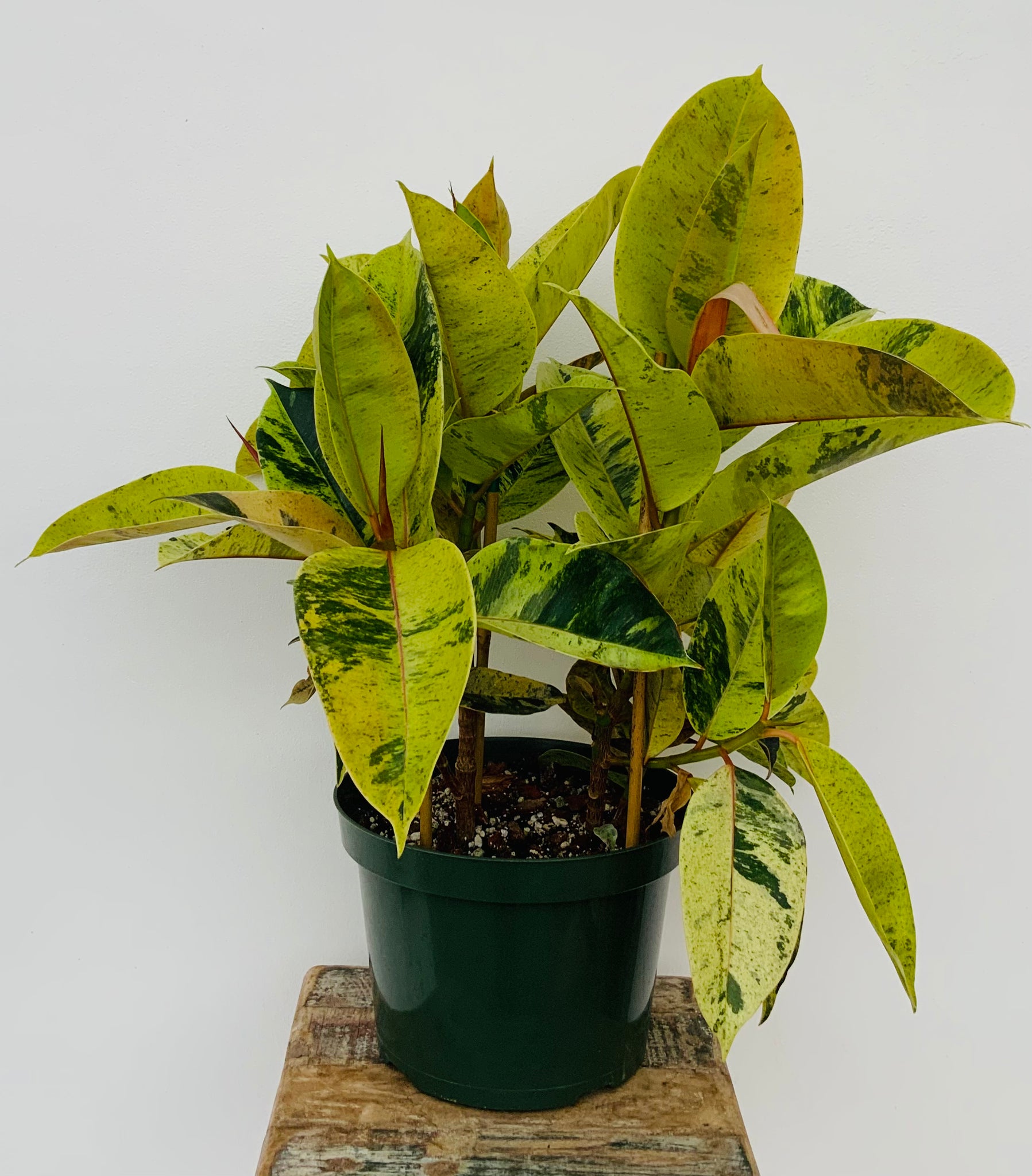 4in Rubber Tree (Ficus Elastica Shivereana)