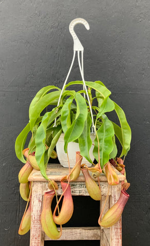 6in Pitcher Plant