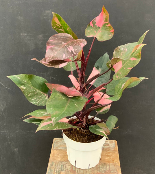 Philodendron Pink Princess