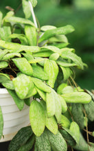 Load image into Gallery viewer, Hoya Sigillatis Silver Hanging Basket
