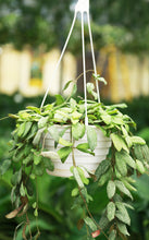 Load image into Gallery viewer, Hoya Sigillatis Silver Hanging Basket
