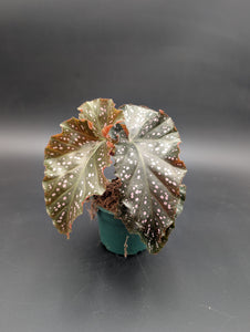 4” Begonia Pink Spot