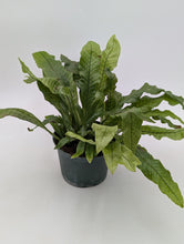 Load image into Gallery viewer, 6" Crocodile Fern
