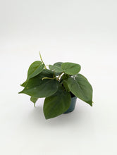 Load image into Gallery viewer, Heartleaf Philodendron
