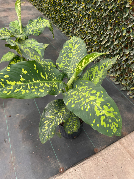 10" Tropical Foliage Sale!! 50% OFF