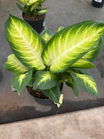 10" Tropical Foliage Sale!! 50% OFF