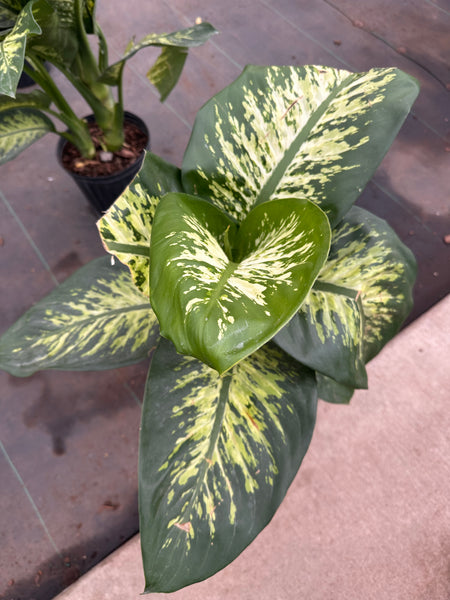 10" Tropical Foliage Sale!! 50% OFF