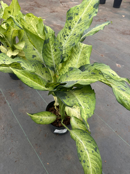 10" Tropical Foliage Sale!! 50% OFF