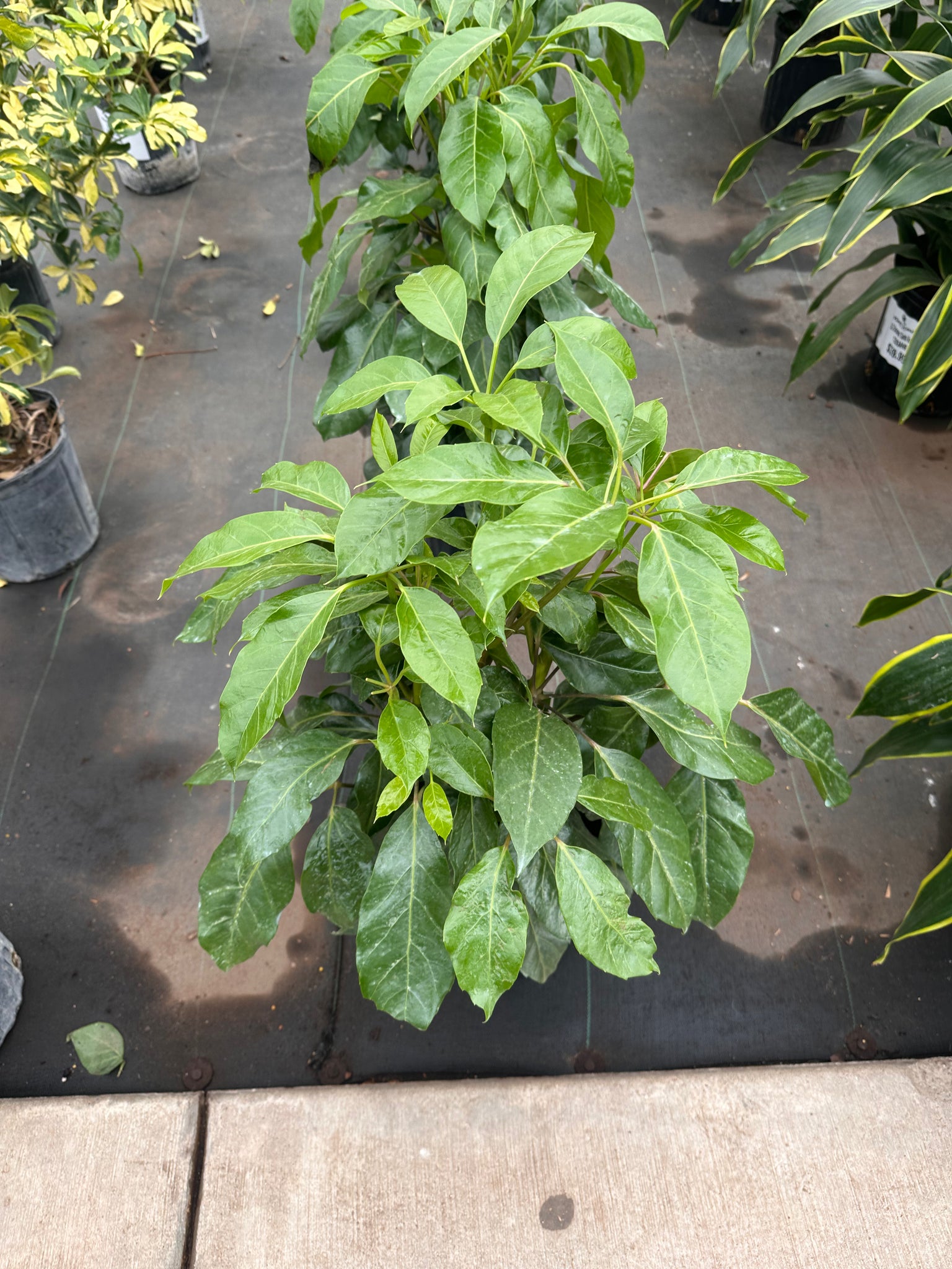 10" Tropical Foliage Sale!! 50% OFF