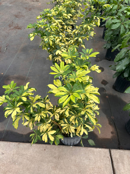 10" Tropical Foliage Sale!! 50% OFF