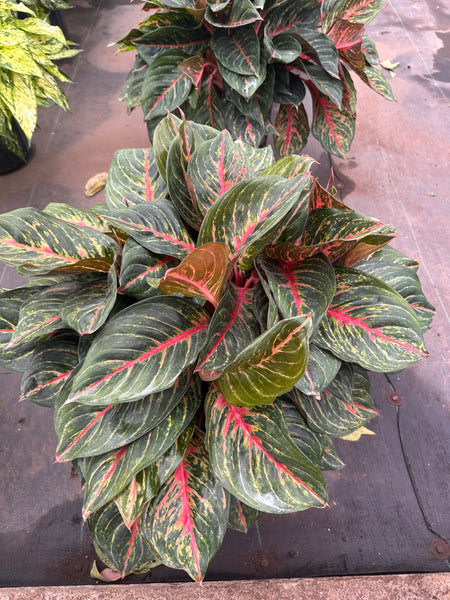 10" Tropical Foliage Sale!! 50% OFF