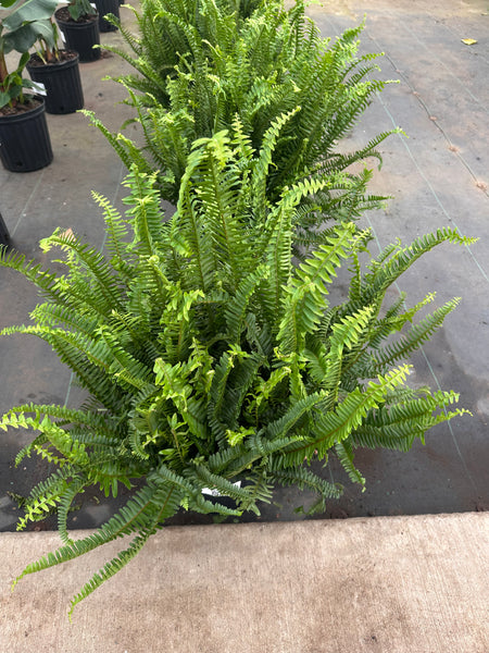 10" Tropical Foliage Sale!! 50% OFF