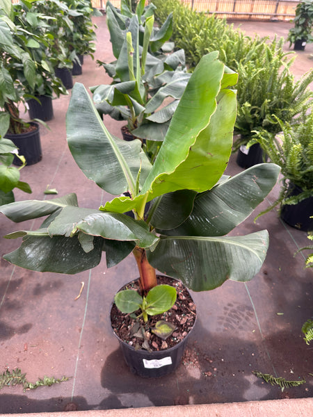 10" Tropical Foliage Sale!! 50% OFF