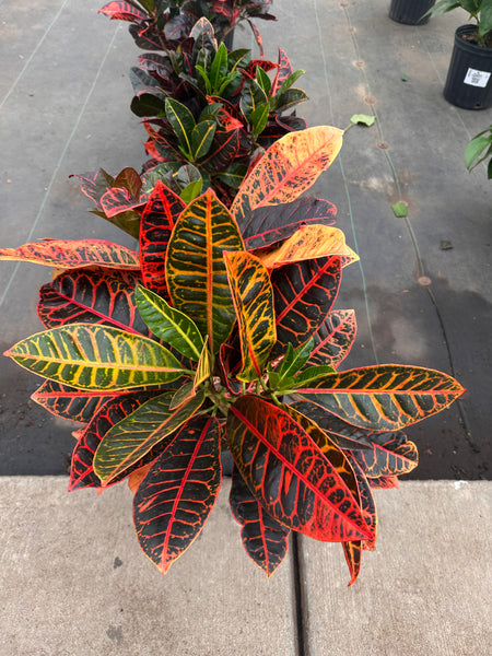 10" Tropical Foliage Sale!! 50% OFF