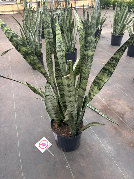 10" Tropical Foliage Sale!! 50% OFF