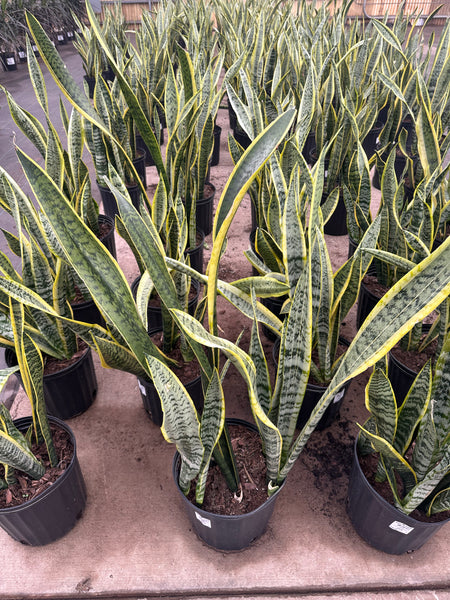 10" Tropical Foliage Sale!! 50% OFF