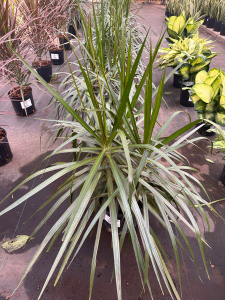 10" Tropical Foliage Sale!! 50% OFF