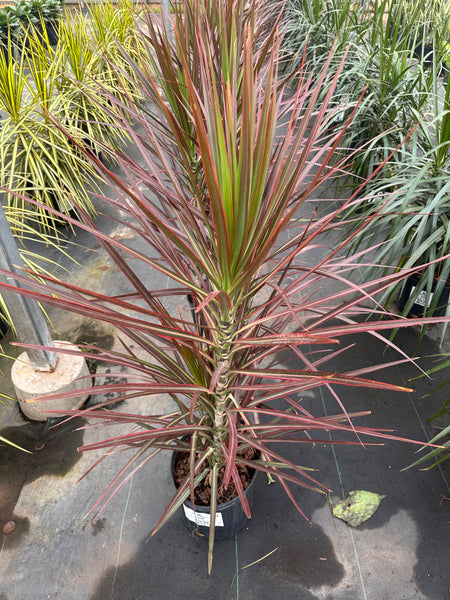 10" Tropical Foliage Sale!! 50% OFF