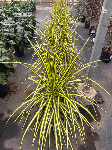 10" Tropical Foliage Sale!! 50% OFF