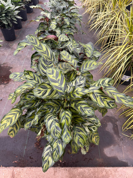 10" Tropical Foliage Sale!! 50% OFF