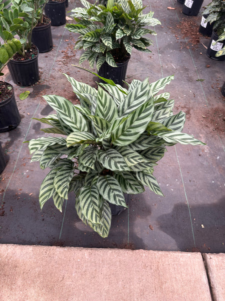 10" Tropical Foliage Sale!! 50% OFF