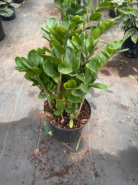 10" Tropical Foliage Sale!! 50% OFF