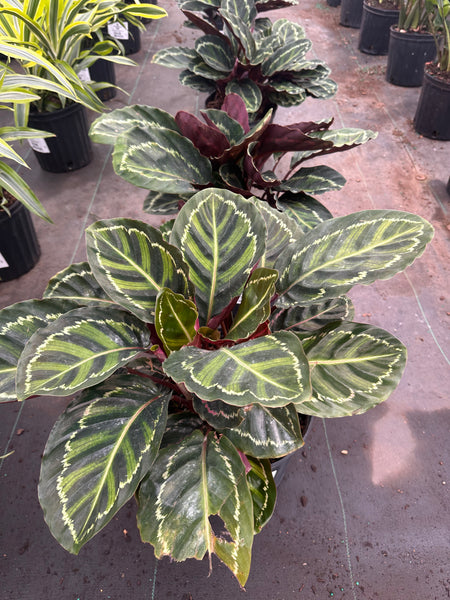 10" Tropical Foliage Sale!! 50% OFF