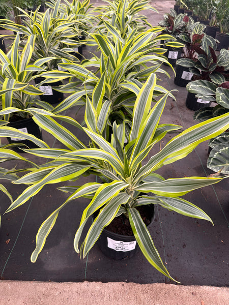 10" Tropical Foliage Sale!! 50% OFF