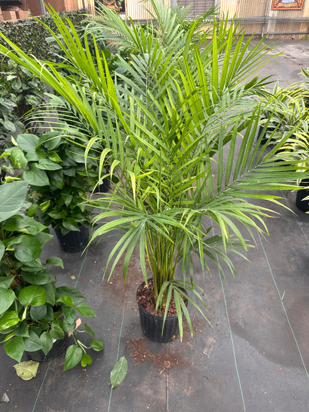 10" Tropical Foliage Sale!! 50% OFF