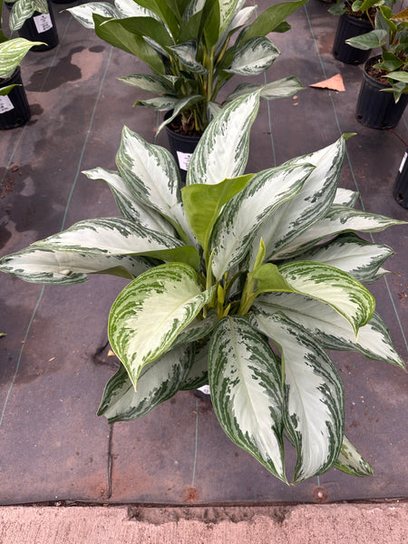 10" Tropical Foliage Sale!! 50% OFF