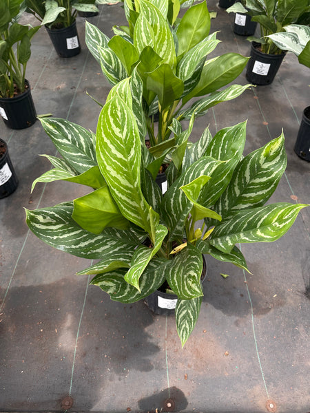 10" Tropical Foliage Sale!! 50% OFF