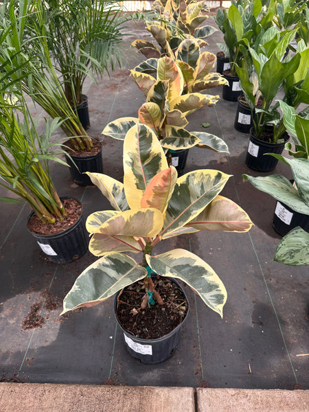 10" Tropical Foliage Sale!! 50% OFF