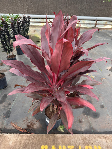 10" Tropical Foliage Sale!! 50% OFF