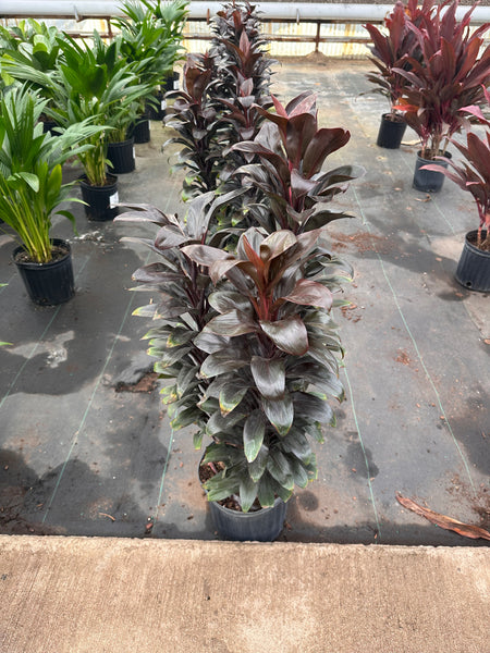 10" Tropical Foliage Sale!! 50% OFF