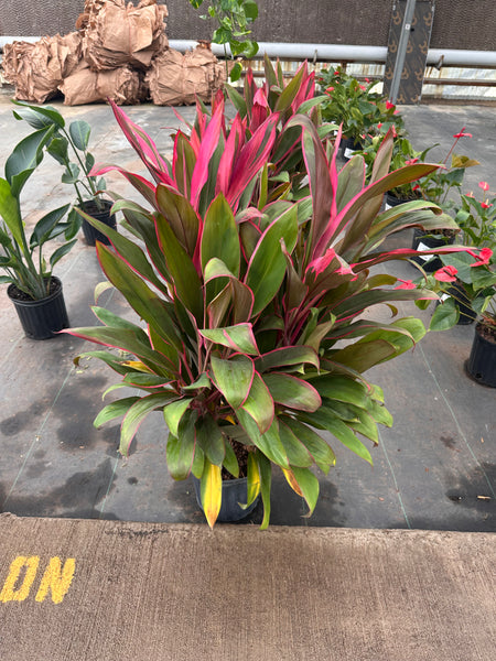 10" Tropical Foliage Sale!! 50% OFF